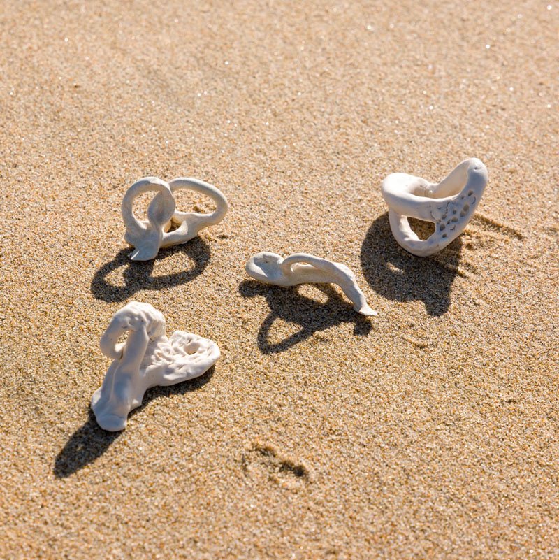 Fossils, corals and seashells; Bodies doing somersaults